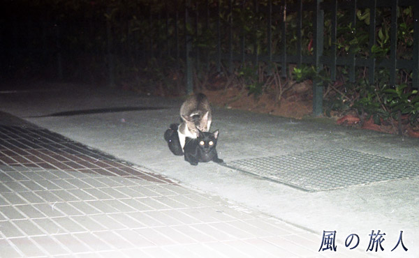 シンガポール　早朝の街角で出会ったにゃんこたちの写真