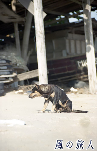 ちょっと痩せ気味のわんこの写真