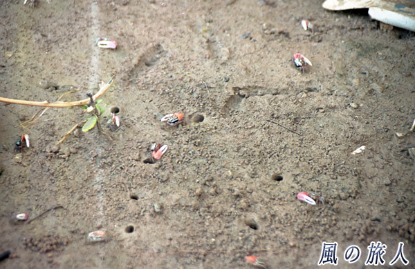 マラッカの海岸　片側のはさみが大きなカニ（シオマネキ）の写真