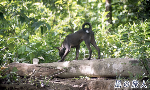インドネシア　シベルト島　丸太の道を進むワンコの写真