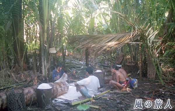 インドネシア　シベルト島　サゴヤシの収穫の写真