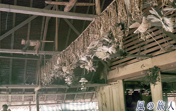 インドネシア　シベルト島　メンタワイ人　住居に動物の絵や骨が飾られている様子の写真