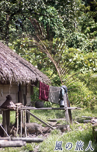 インドネシア　シベルト島　豚の親子の写真
