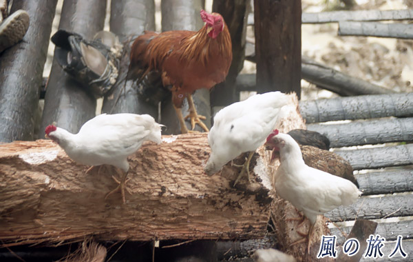 インドネシア　シベルト島　サゴヤシをつつく鶏の写真