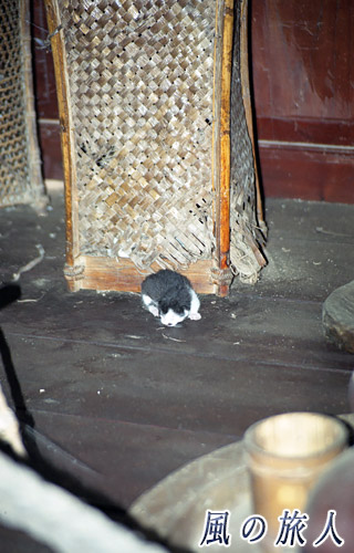 インドネシア　ブキティンギ　キナンタン動物園、文化公園　ルマガダンの展示品に混じっていた子猫の写真