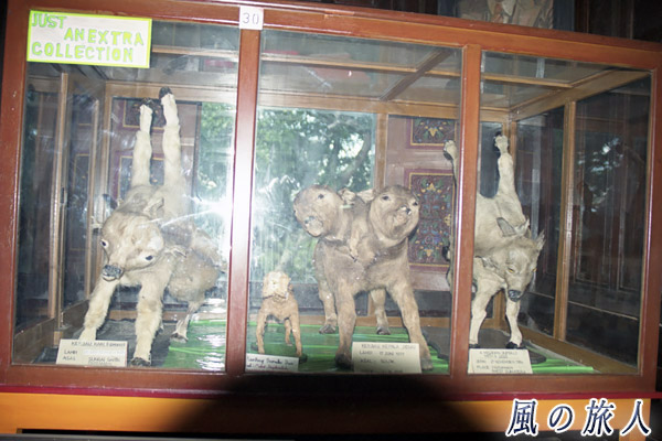 インドネシア　ブキティンギ　キナンタン動物園、文化公園　キメラ状態のはく製の写真