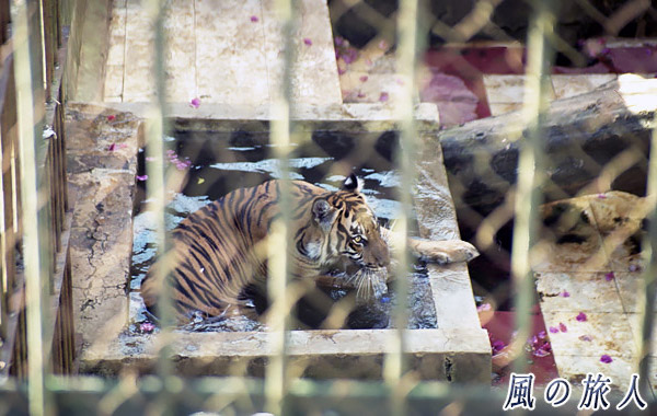 インドネシア　ブキティンギ　スマトラトラの写真