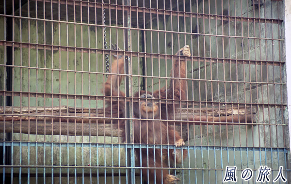 インドネシア　ブキティンギ　オランウータンの写真