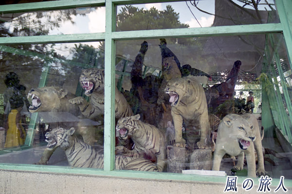 インドネシア　ブキティンギ　トラなどのはく製の写真