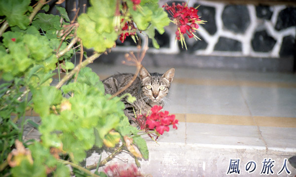 インドネシア　ブキティンギ　宿にいたニャンコの写真