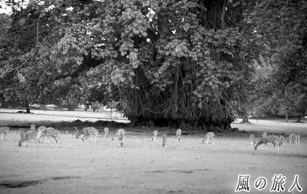 インドネシア　ボゴール　の写真