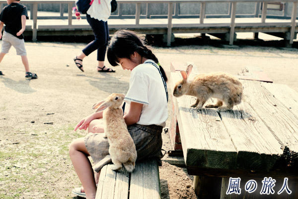 大久野島のウサギの写真