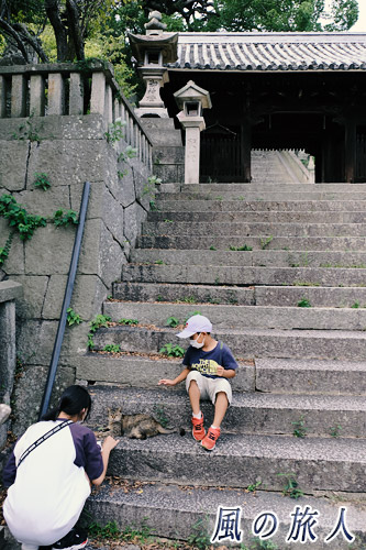 尾道　御袖天満宮の階段にいた猫と子供たちの写真