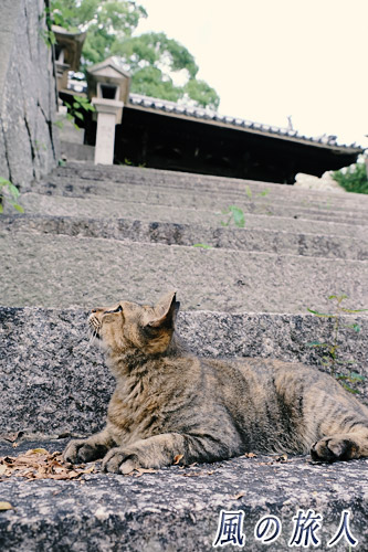 尾道　御袖天満宮の階段にいる猫が上を見上げている写真