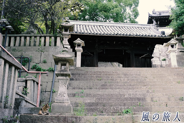 尾道　御袖天満宮の階段にいる猫の写真