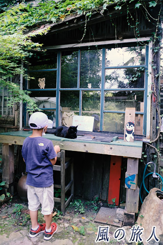 黒猫さん、こんにちは　古民家の出窓前にたたずむ黒猫を子供が見つめる様子　尾道ニャンコの写真