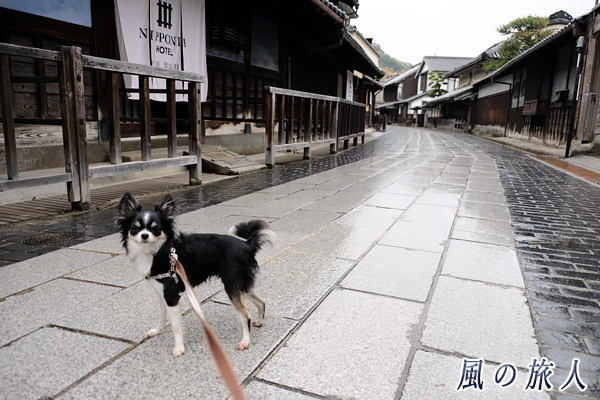 竹原　たけはら町並み保存地区を歩くチワワの写真