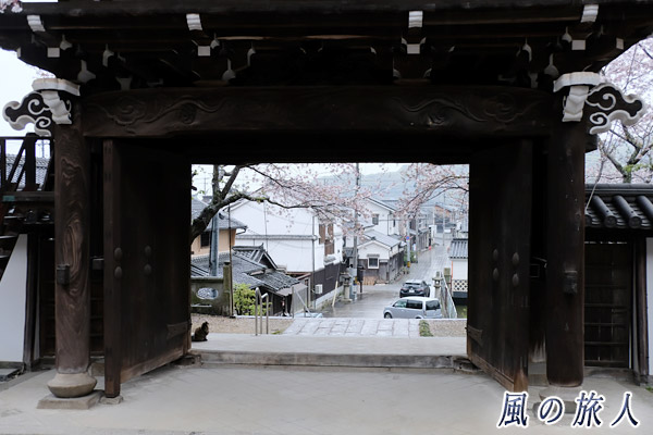 竹原　照蓮寺　門前に座る猫の写真