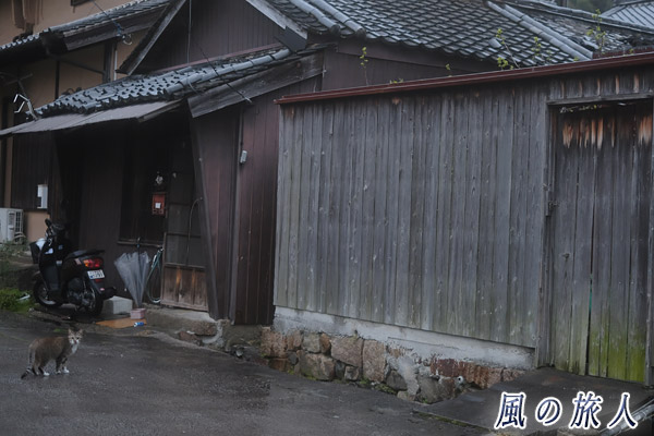 竹原　立ち止まってこっちを振り返る猫の写真