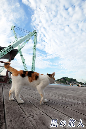 尾道　ガッカリしてキビ尾を返す三毛猫の写真