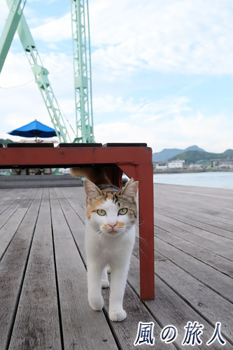尾道　こっちに向かってくる三毛猫の写真