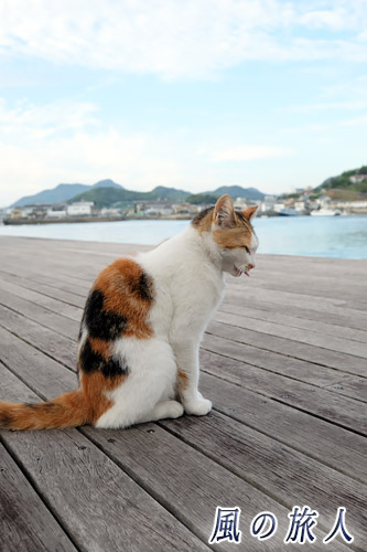 尾道　デッキでまったりとする三毛ニャンコの写真