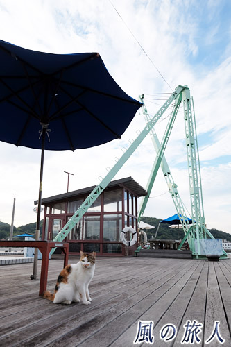 尾道　デッキの三毛にゃんこの写真