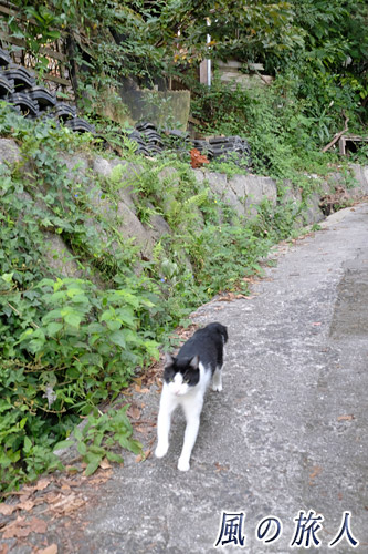 尾道　猫が路地をダッシュする写真