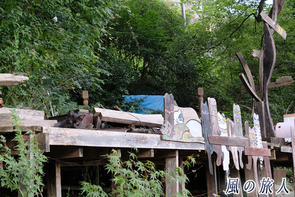 尾道　猫の絵と黒ニャンコの写真