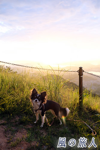 尾道　鳴滝山展望台　朝日とチワワの写真
