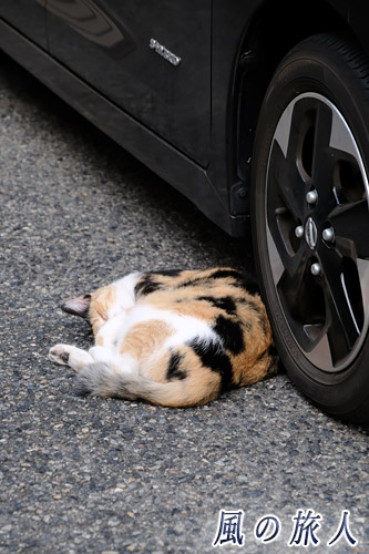 尾道　タイヤの横で寝るにゃんこ<の写真
