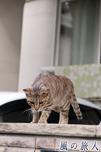 尾道　塀の上のニャンコの写真