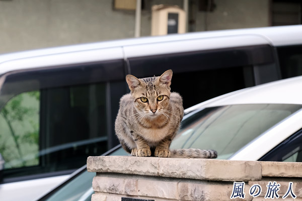尾道　真っすぐ見つめるにゃんこの写真
