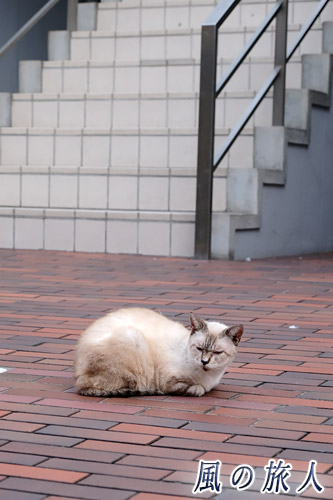 尾道　夏バテ気味のにゃんこの写真