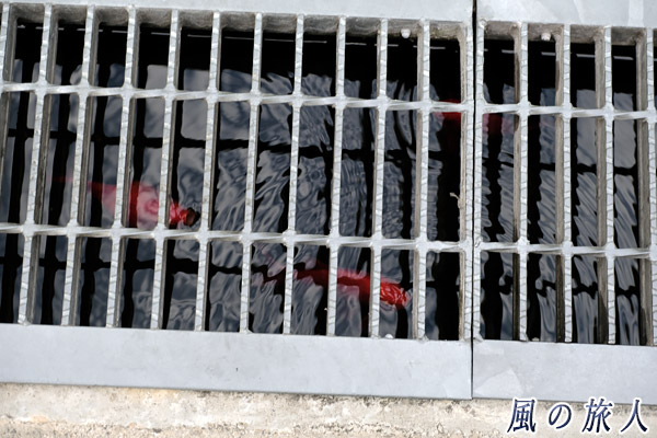 尾道　溝で泳ぐ金魚の写真