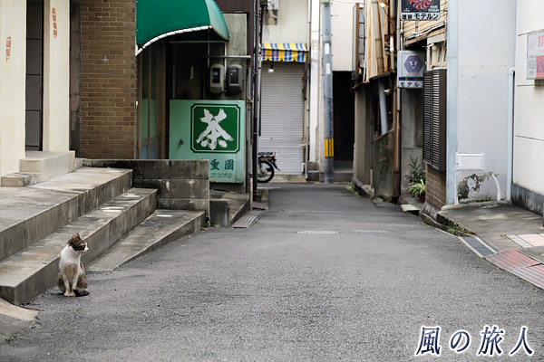 尾道　路地とニャンコの写真