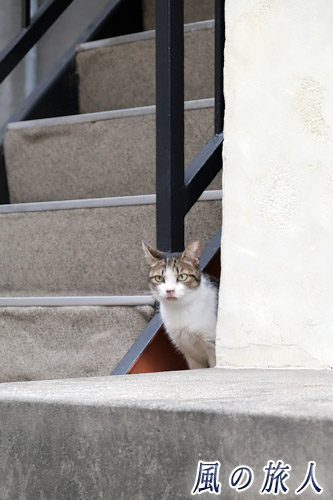 尾道　チワワが気になるにゃんこの写真