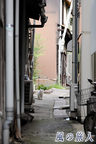 尾道　路地の奥のにゃんこの写真