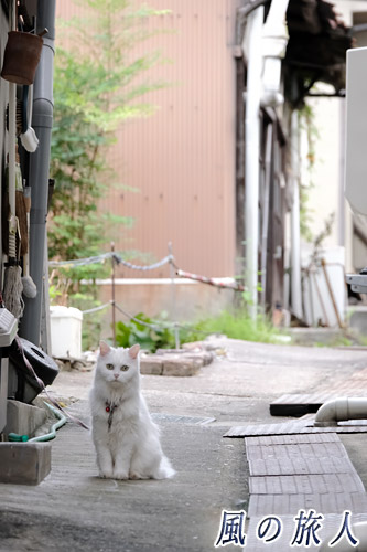 尾道　リードにつながれた家にゃんこの写真