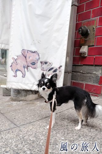 尾道　犬の看板の前でこっちを向くチワワの写真
