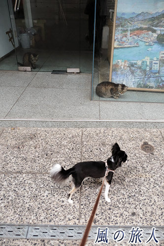 尾道　尾道ニャンコの写真