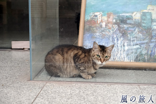 尾道　睨むにゃんこの写真