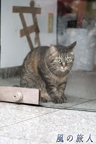 尾道　見つめるにゃんこの写真