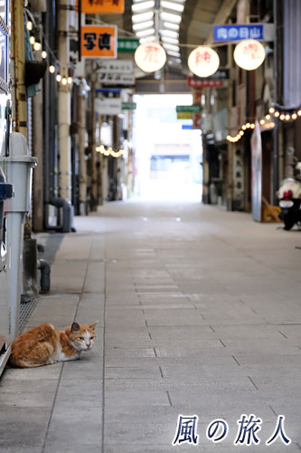 尾道　荒神堂通りとにゃんこの写真