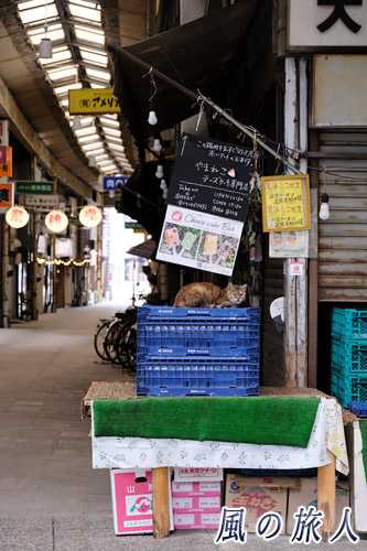 尾道　八百屋さんの猫の写真
