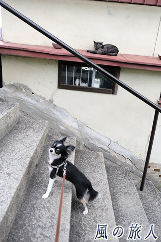 尾道　階段を上るチワワと無関心に眺める猫の写真