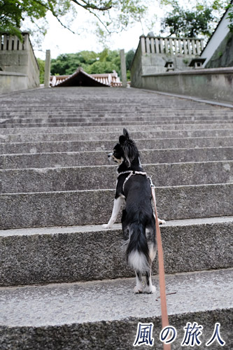 尾道　御袖天満宮　階段を上るチワワの写真