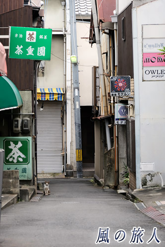 尾道　路地の奥からこっちを伺うにゃんこの写真