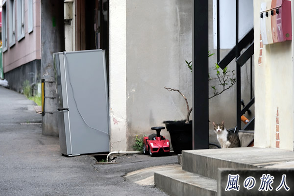 尾道　こっちを見つめるにゃんこの写真