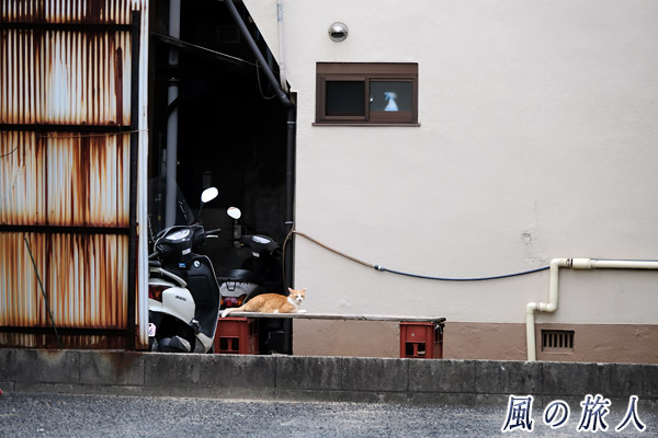 尾道　寝そべるにゃんこの写真